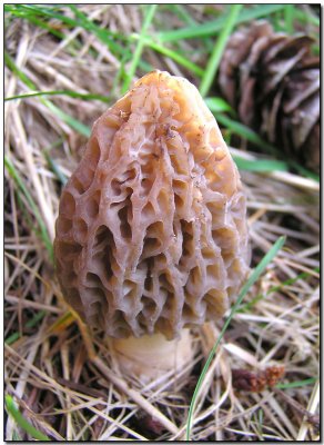 Morchella esculenta