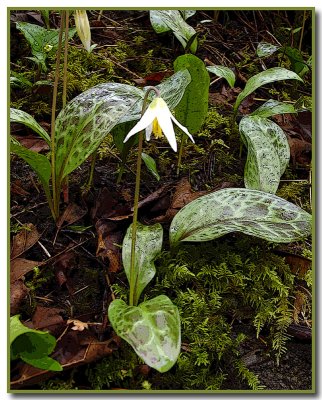 Fawn Lily
