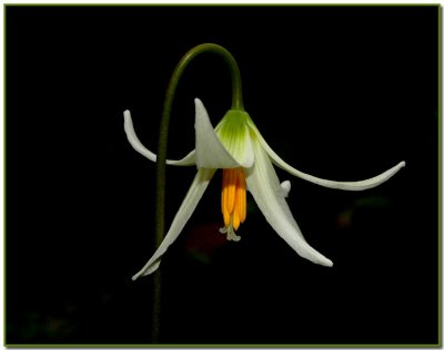 Fawn Lily (Erythronium americanum)