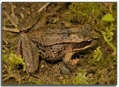Red-legged Frog - looking for the Green Frog