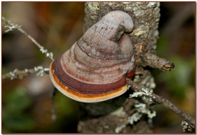 The Hat  (Red-belted Polypore)