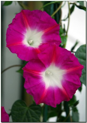 Crimson Rambler (Ipomoea tricolor)