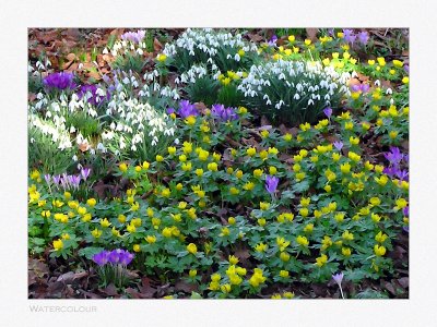 Crocus & Snowdrops