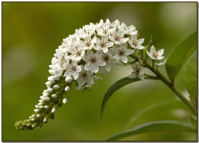 Lysimachia clethroides