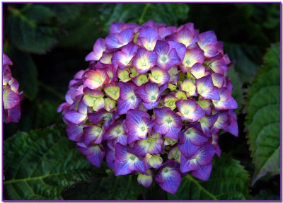 Hydrangea