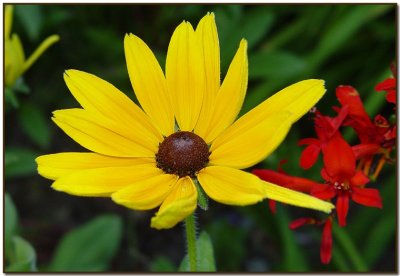 Black-eyed Susan