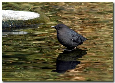 American Dipper at Goldstream