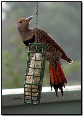 Northern Flicker Red-Shafted Female