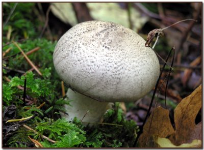 Agaricus hondensis