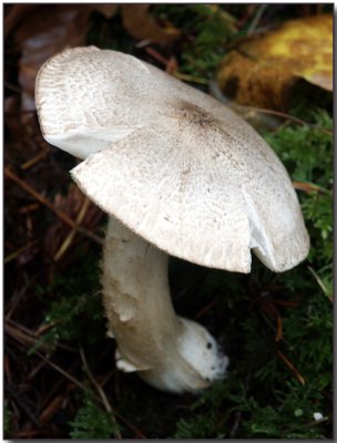 Agaricus hondensis three days later