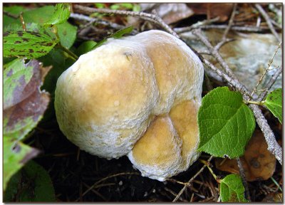 Hypomyces chrysospermus (Bolete eater)