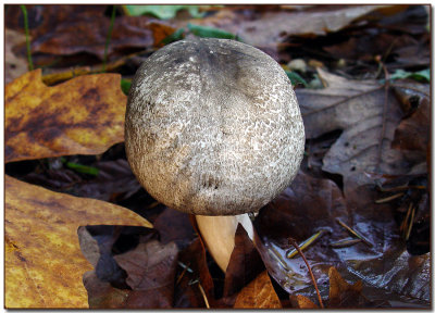 Agaricus hondensis