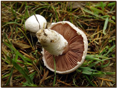 Agaricus campestris (Meadow Mushroom)