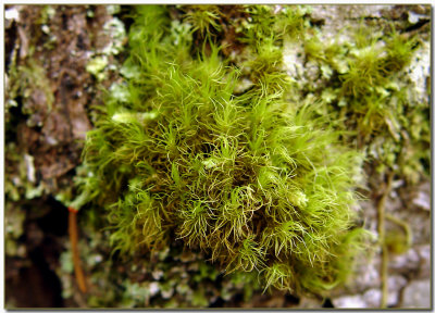 Broom Moss (Dicranum scoparium)