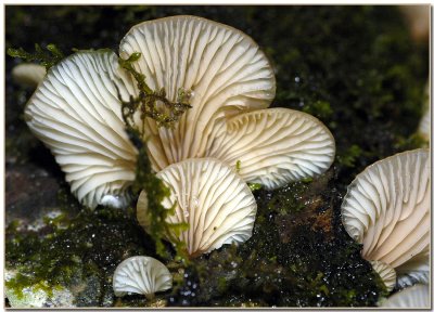 Panellus longinquus 