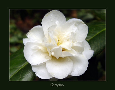Camellia - Nanaimo