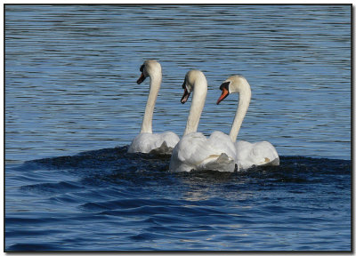 A Trio of Mute Swans