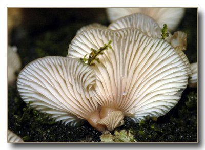 Panellus longinquus 