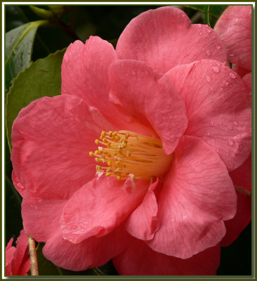  Camellia - Sooke