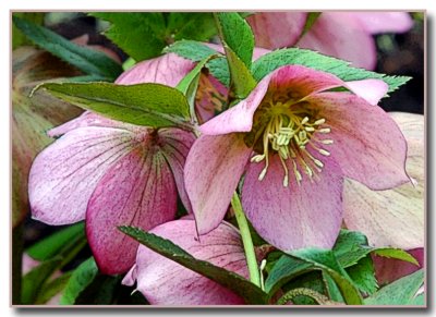 Pink Hellebore