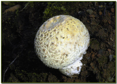 Yellow Amanita muscaria