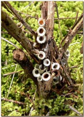 Birds Nests on a Scotch Broom stump
