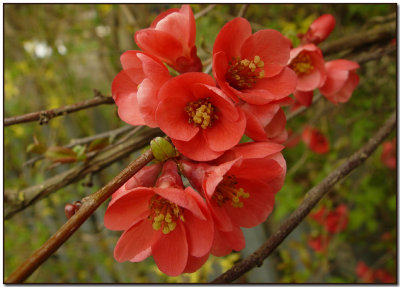 Chaenomeles japonica