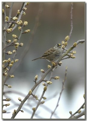 Golden-crowned Sparrow