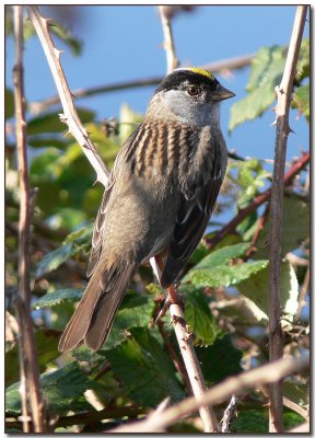 Golden-crowned Sparrow