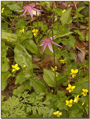 Lilies & Violets