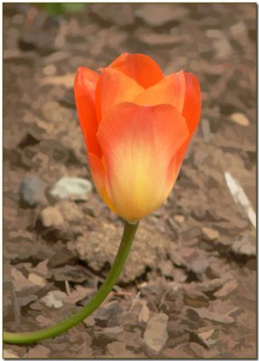 Tulip