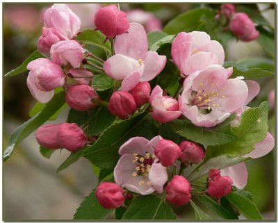 Apple Blossom