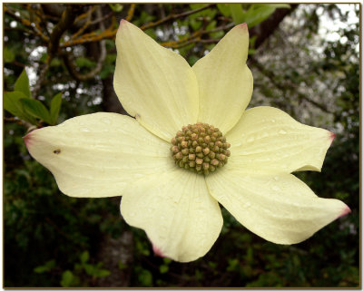 Dogwood