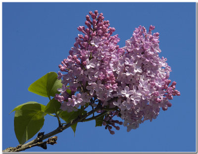 French Lilac