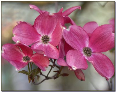 Pink Dogwood