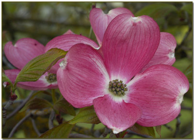 Cornus florida rubra