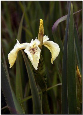 Wild Yellow Iris