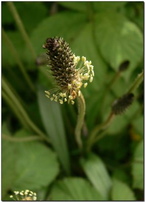 Ribwort (Plantago lanceolata)