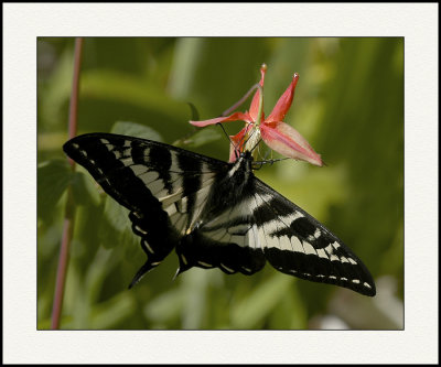 Western Swallowtail