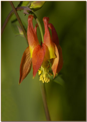 Aquilegia candensis