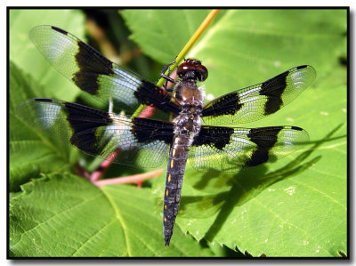 Dragonfly - Skimmer?