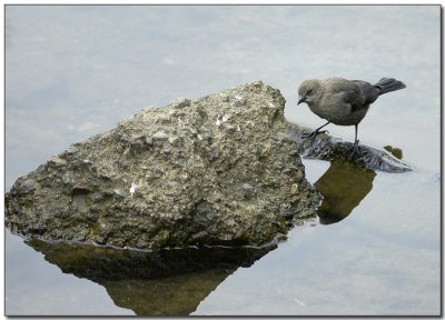 Brewers Blackbird Female