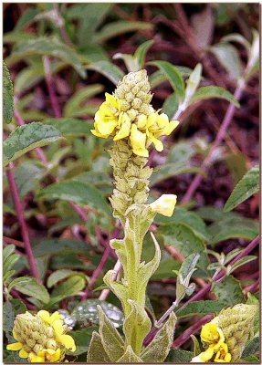 Great Mullein