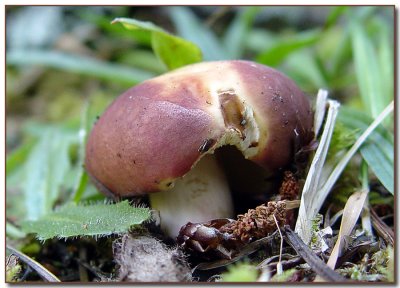 Russula occidentalis