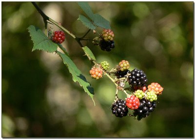 Himalayan Blackberry