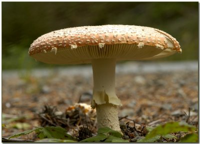 Yellow-orange Fly Agaric