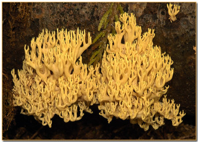 Crown-tipped Coral (Clavicorona pyxidata)