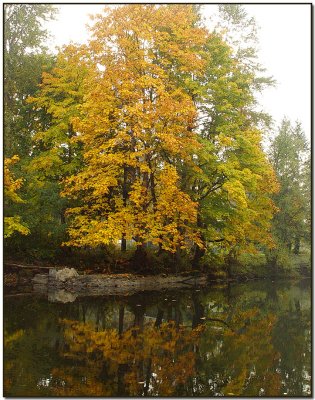 Maples in the River