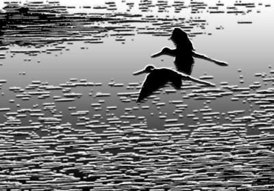Bird_205.jpg