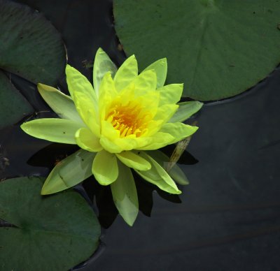 Flower_07.JPG